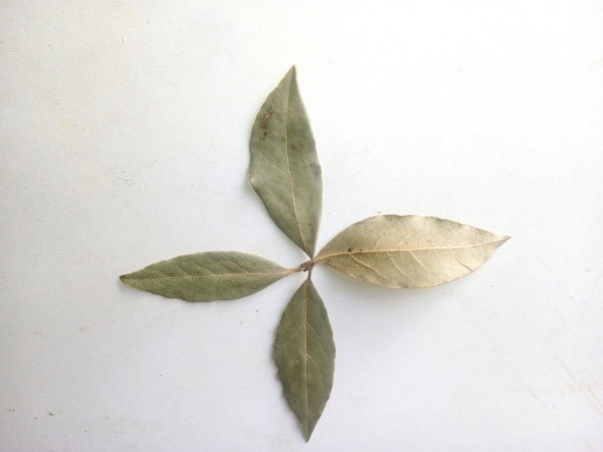 Експерти розповіли, як можна використовувати лавровий лист у побуті для комфорту й затишку