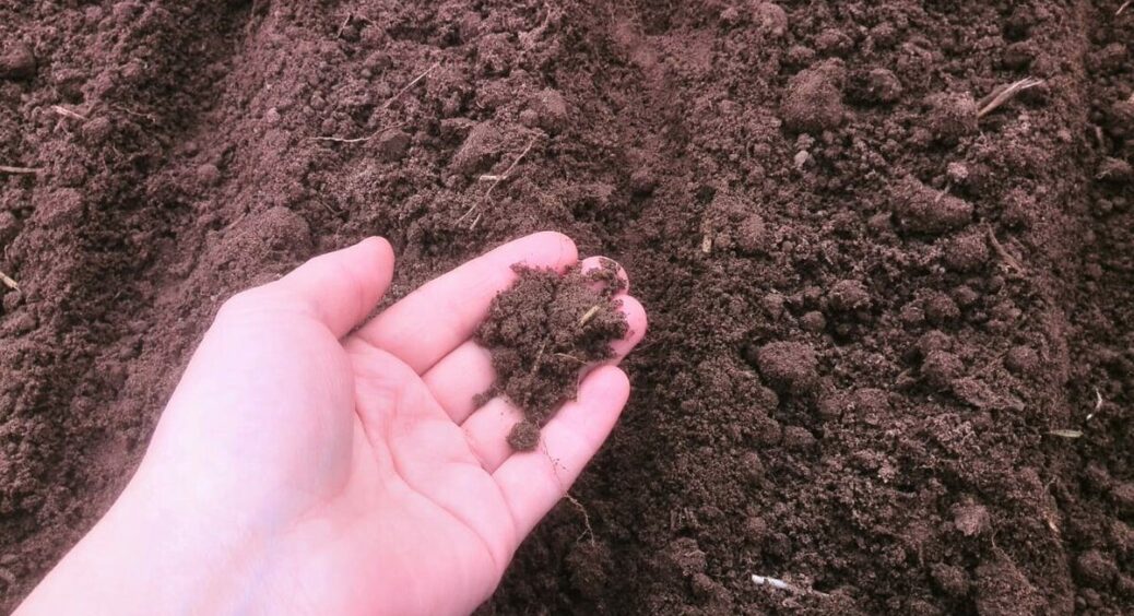 Сусіди думали, я з глузду з’їхала: восени розсипала карбамід – а навесні слимаків і дротяника нема 