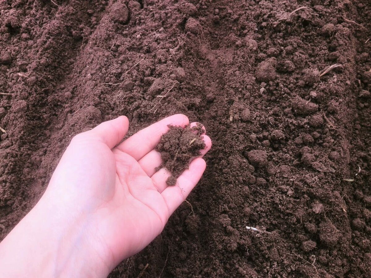 Городники розповіли, яким добривом можна замінити перегній 