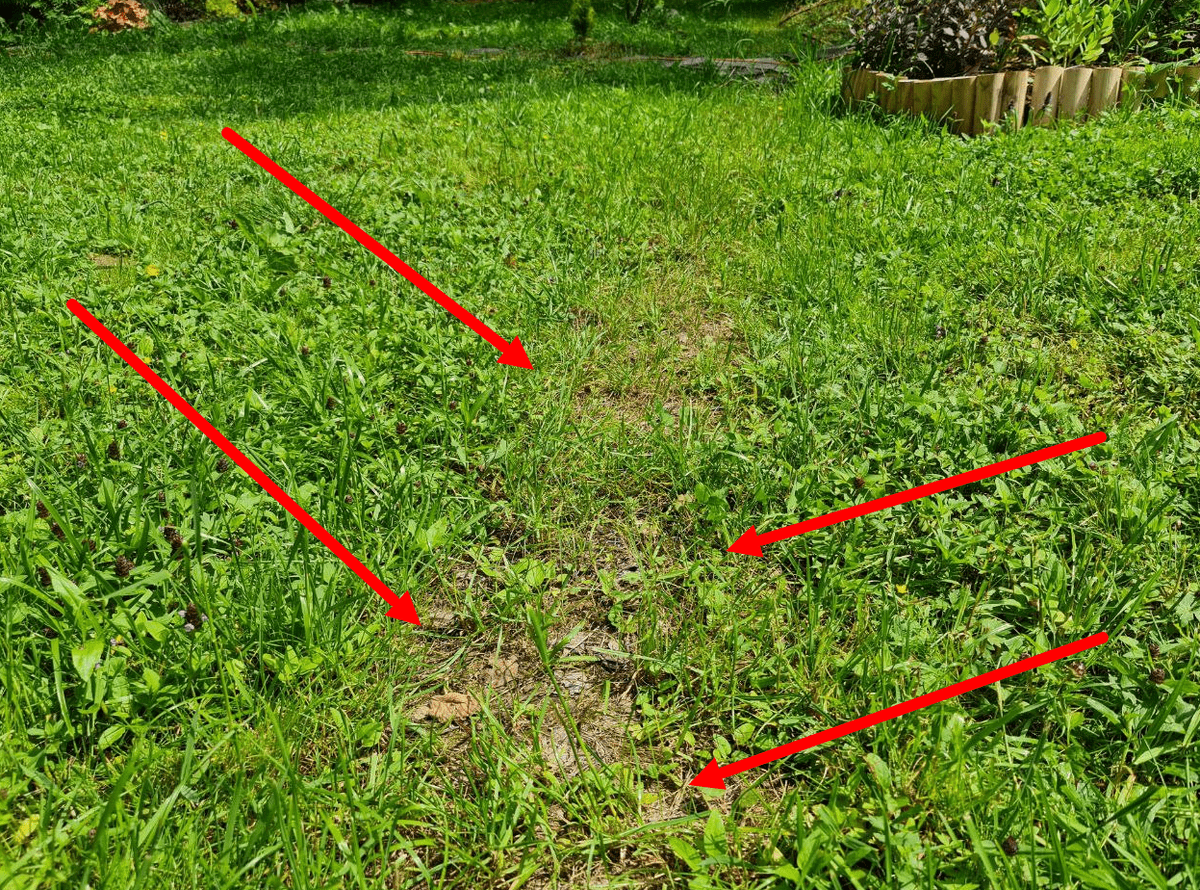 Експерти розповіли, як надовго позбутись від бур'янів на ділянці без зайвого клопоту та витрат