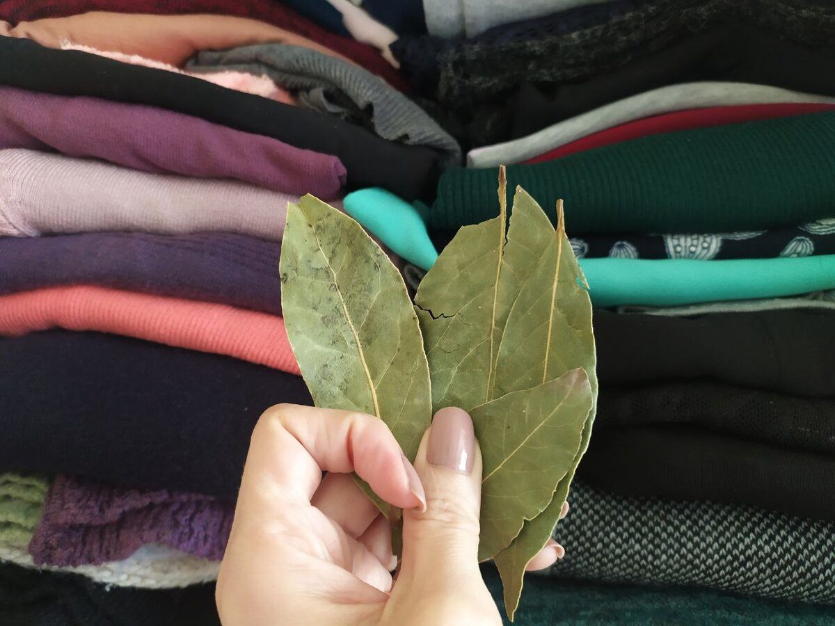 Експерти розповіли, як можна використовувати лавровий лист у побуті для комфорту й затишку