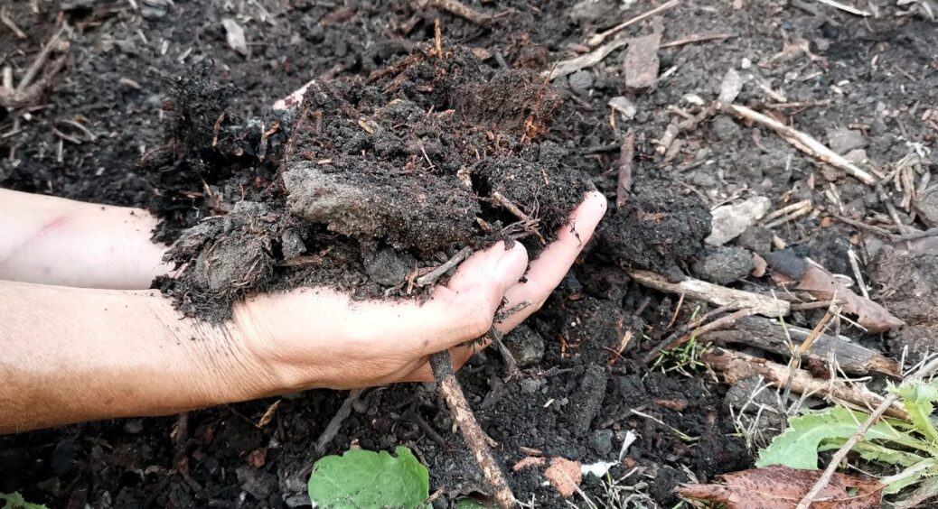 Новомодні добрива не знаю і знати не хочу: 1 стакан “дармової” крупи розкидала по городу і врожай — любота 