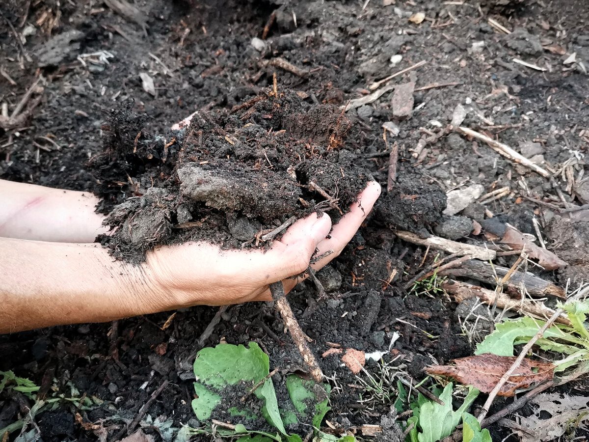 Городники розповіли, якою крупою можна підживити город, і як це працює  