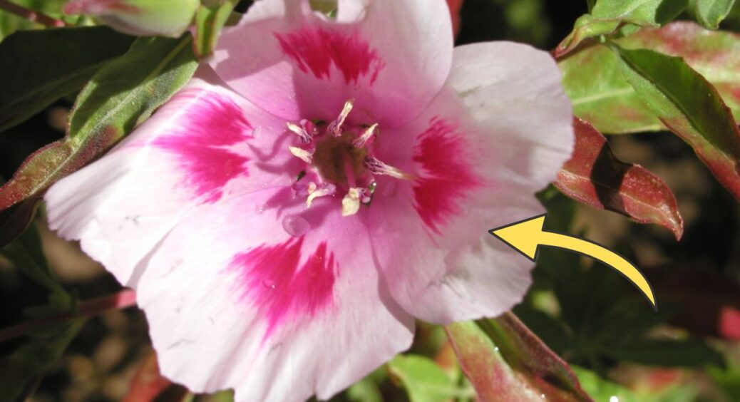 Висіваю кларкію у вересні за методом із зошита бабусі за 1978 рік: навесні цвіте на 3 тижні раніше за всіх 