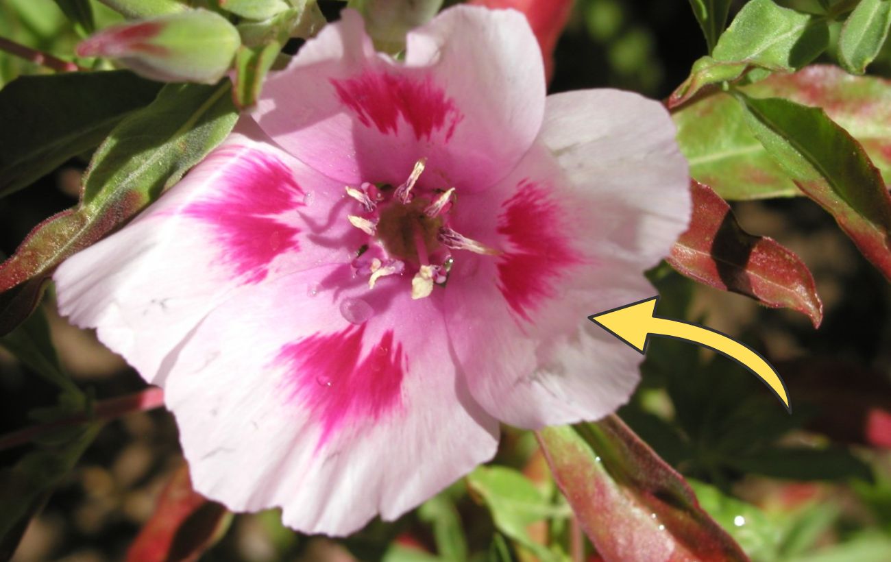 Як посадити та виростити кларкію