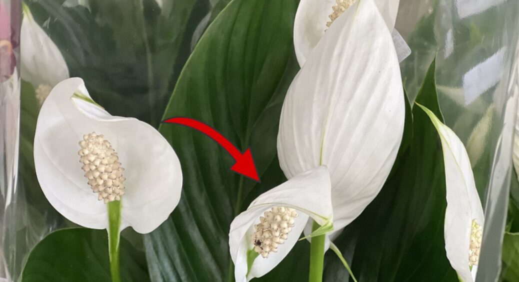 Спатифілум цвістиме пишно і не хворітиме: 7 “заповідей” для здорового розвитку вашого “жіночого щастя” 