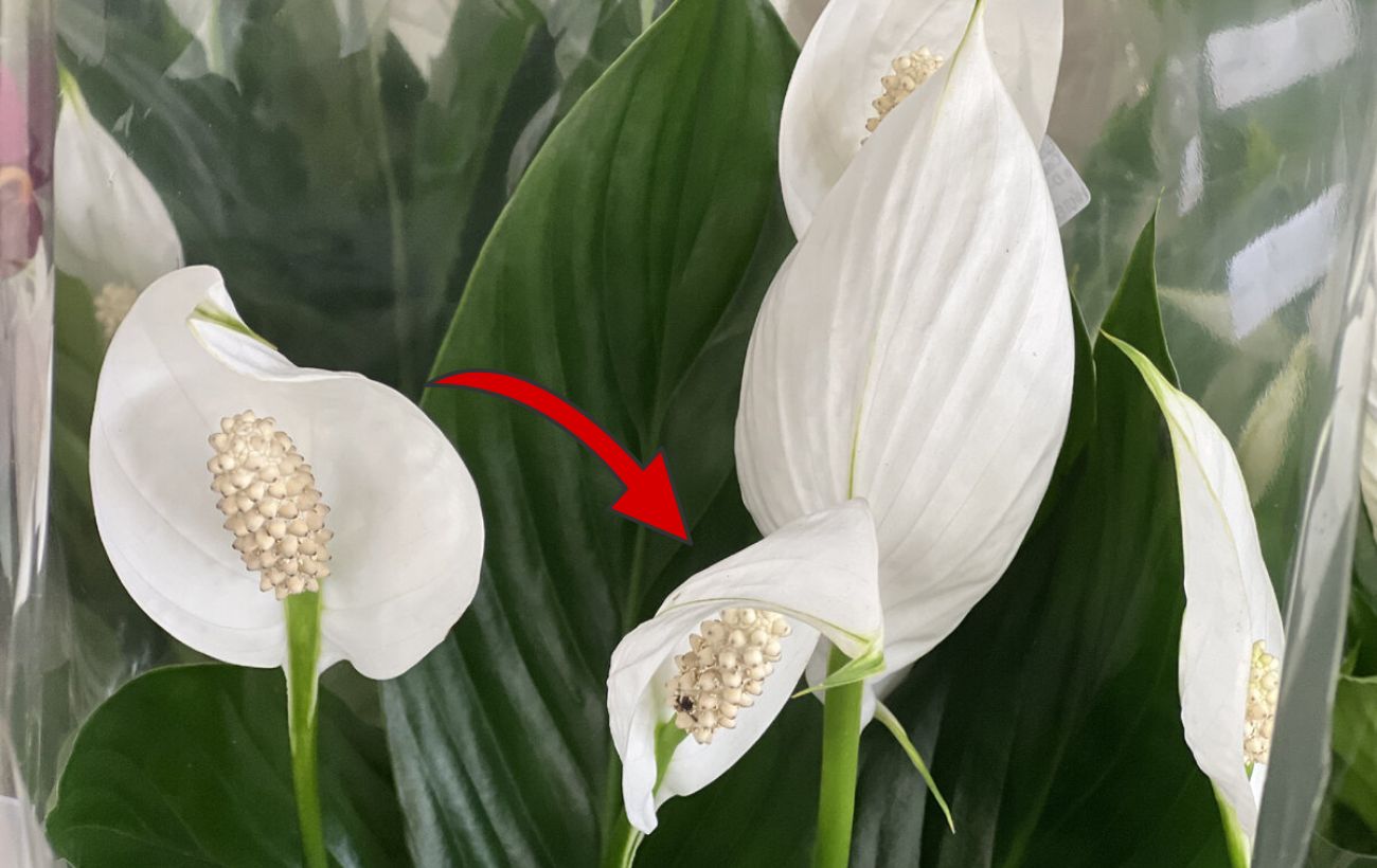 Квітникарі розповіли, як забезпечити спатифілуму пишний ріст і рясне цвітіння