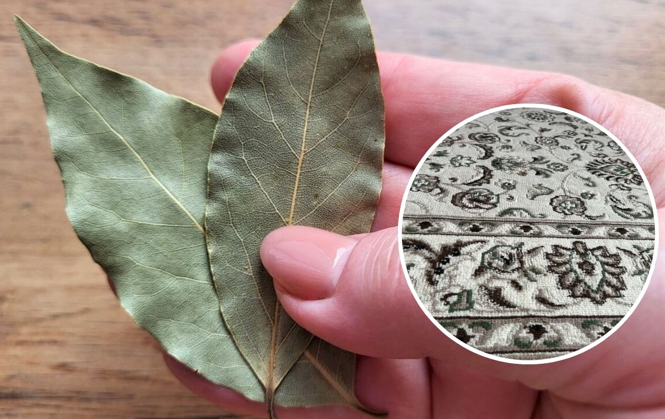 Чим допоможе лавровий лист під килимом