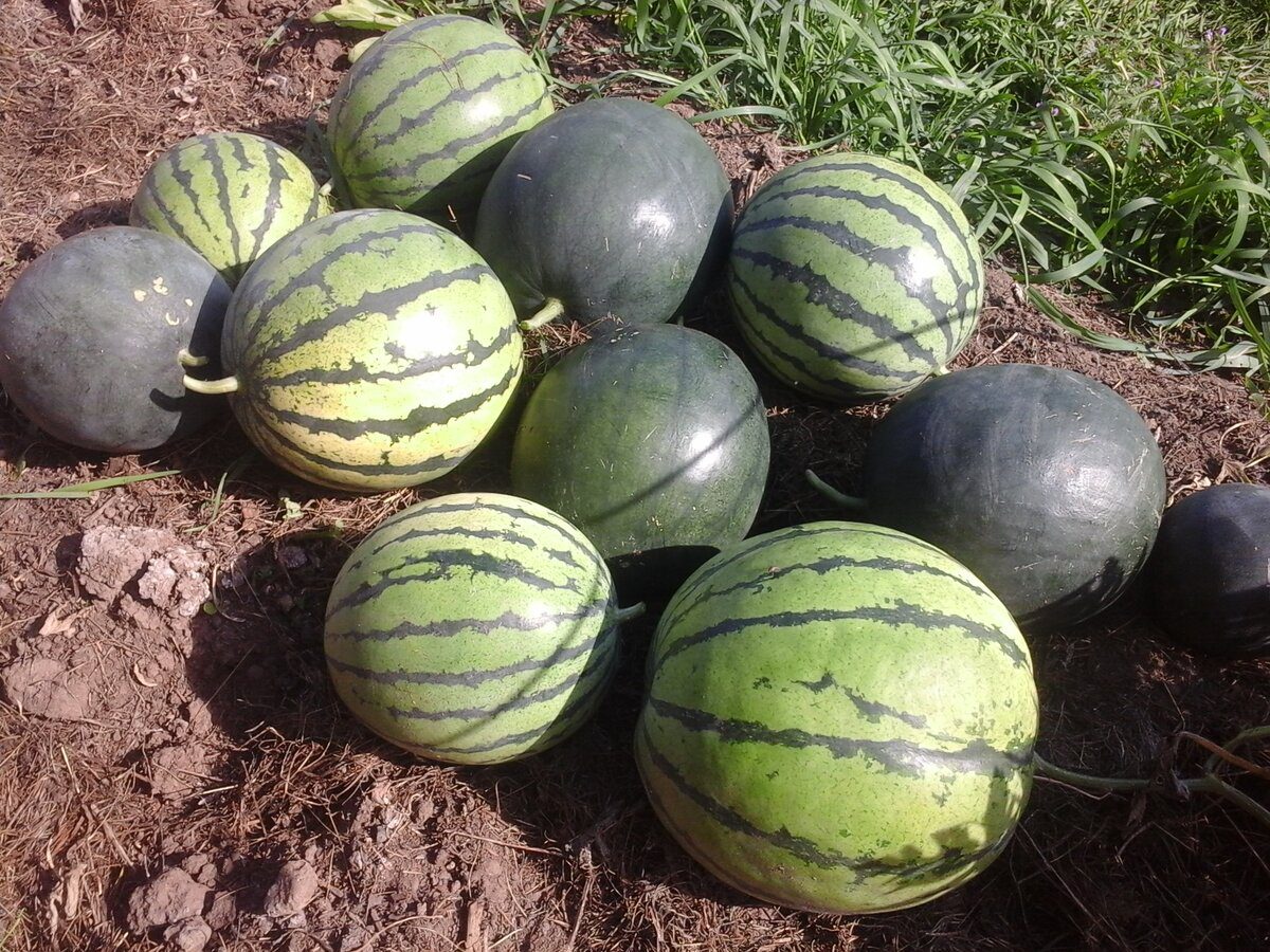 Експерти розповіли про правила, що допоможуть зберегти свіжий кавун до самого січня