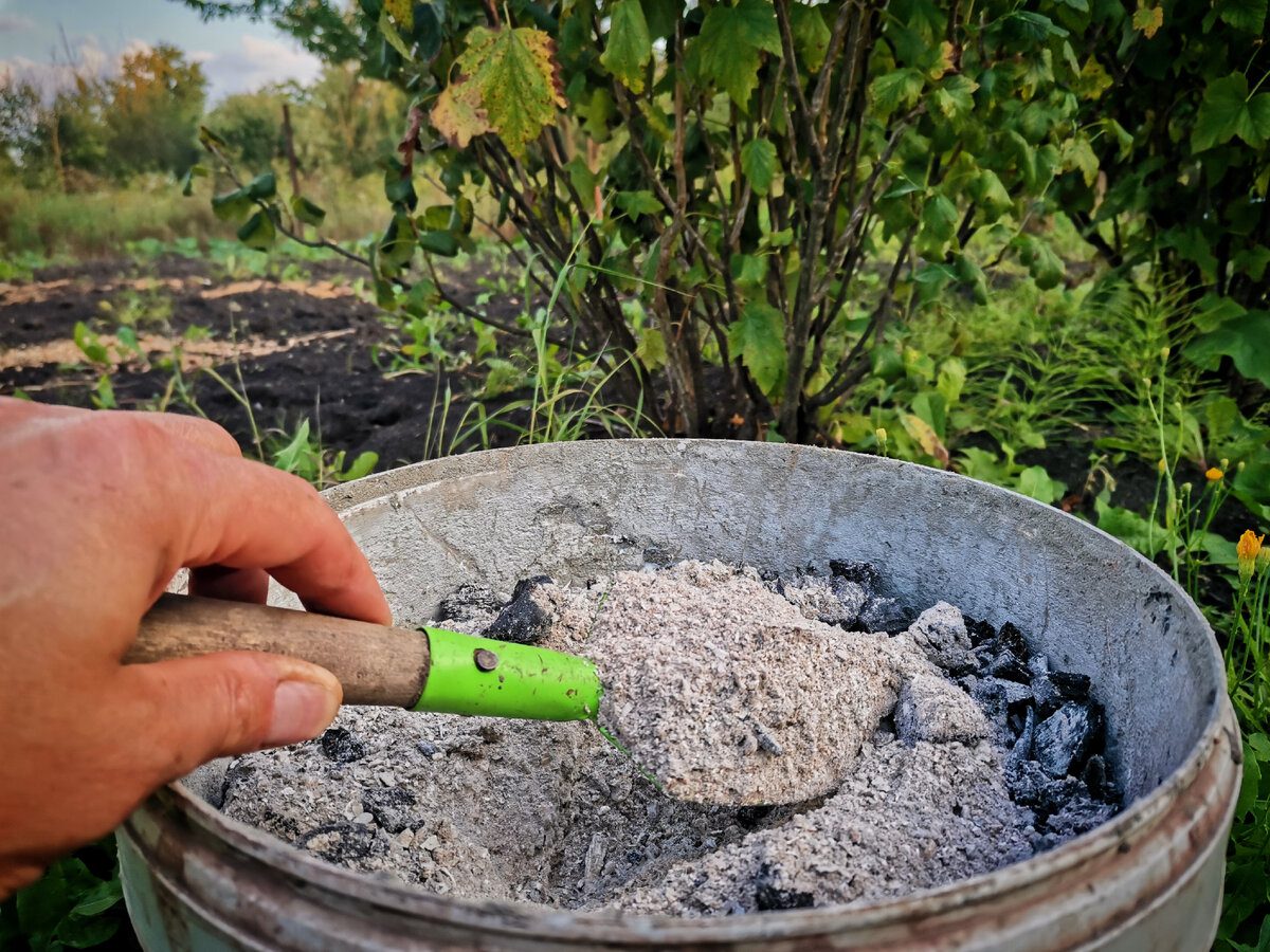 Городники розповіли, як очистити город від бурʼянів без гербіцидів