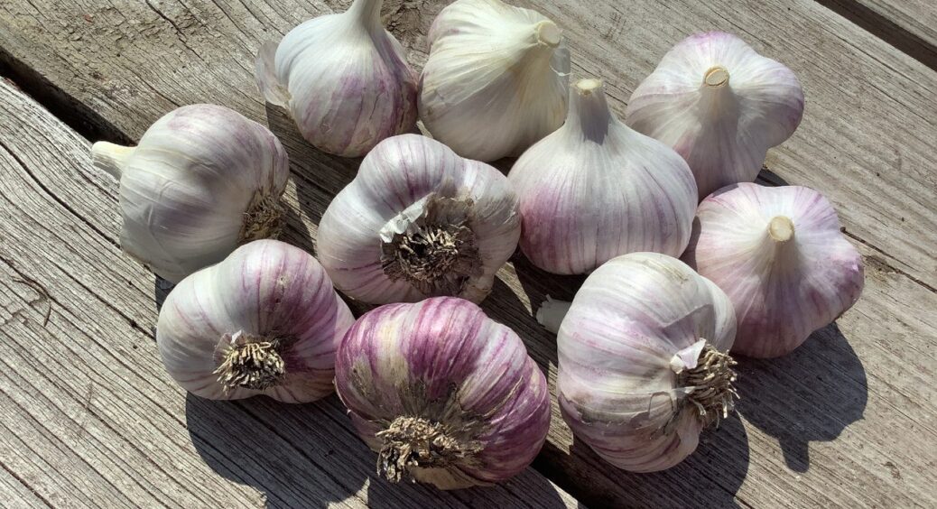 Забула про звичайний озимий часник: фіолетові сорти дають головки до 70 г – і вражає смаком і лежкістю 