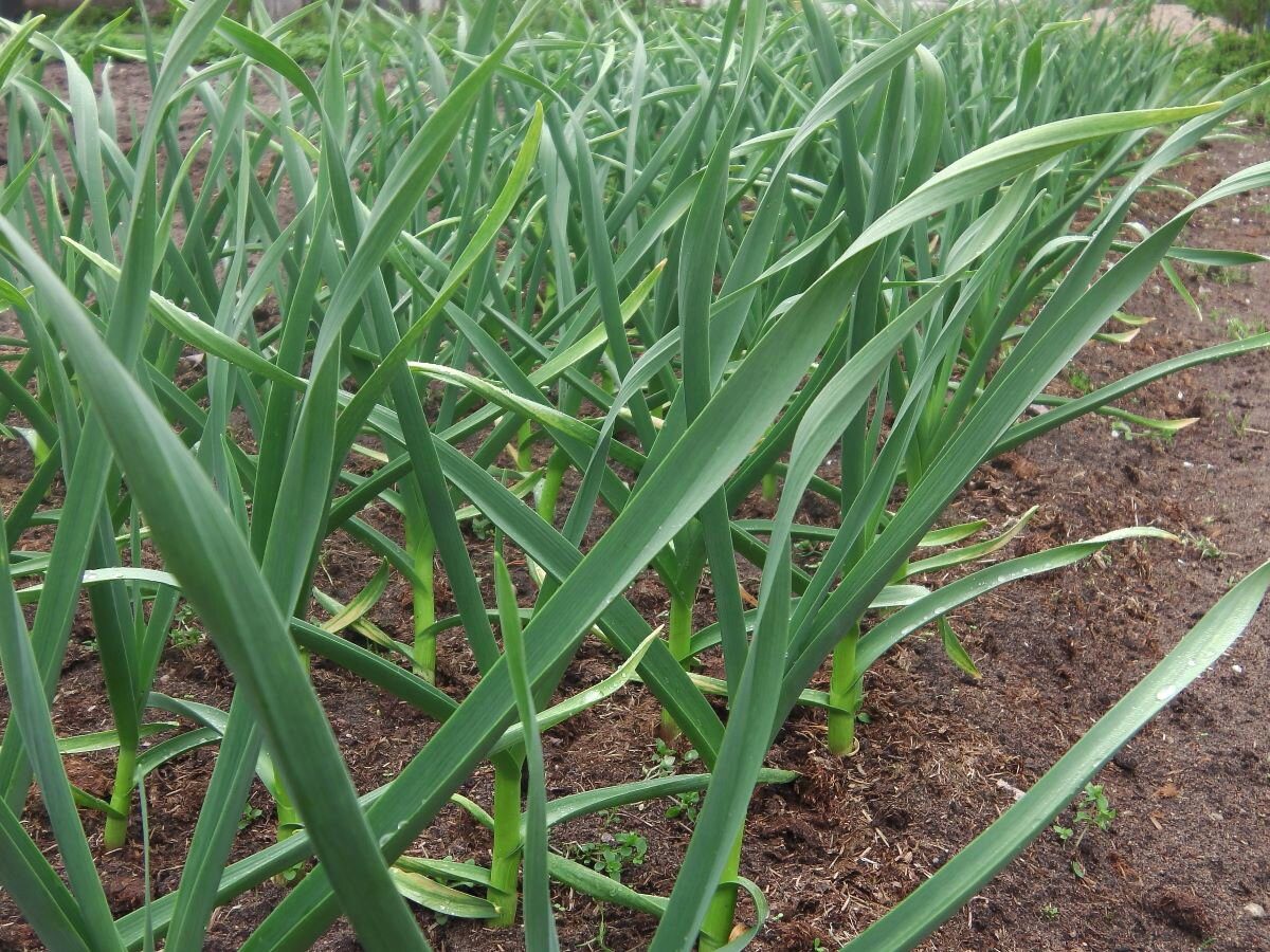 Городники назвали найгірших попередників для цибулі на городі Городники назвали найгірших попередників для цибулі на городі