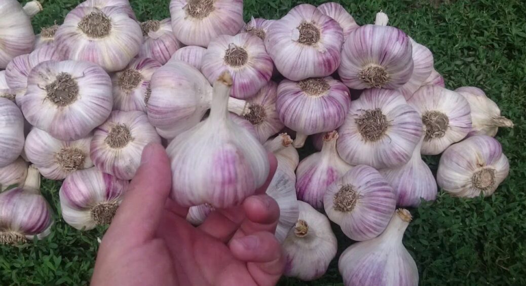 Часник мульчую “цим” в 5 см – і зубки не мерзнуть, не гниють: навесні сходи щільні, а головки великі на 100% 