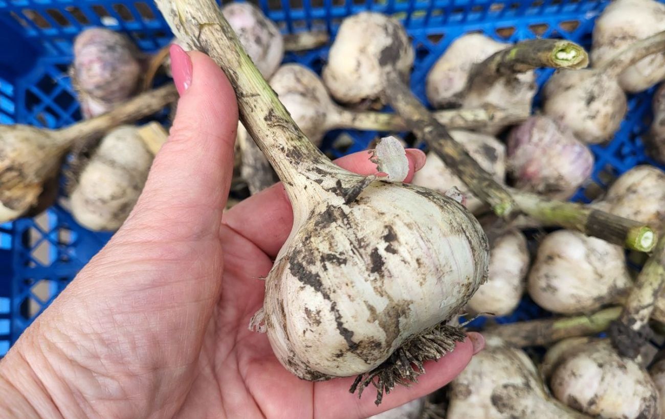 Експерти розповіли, як правильно зберігати цибулю та часник 