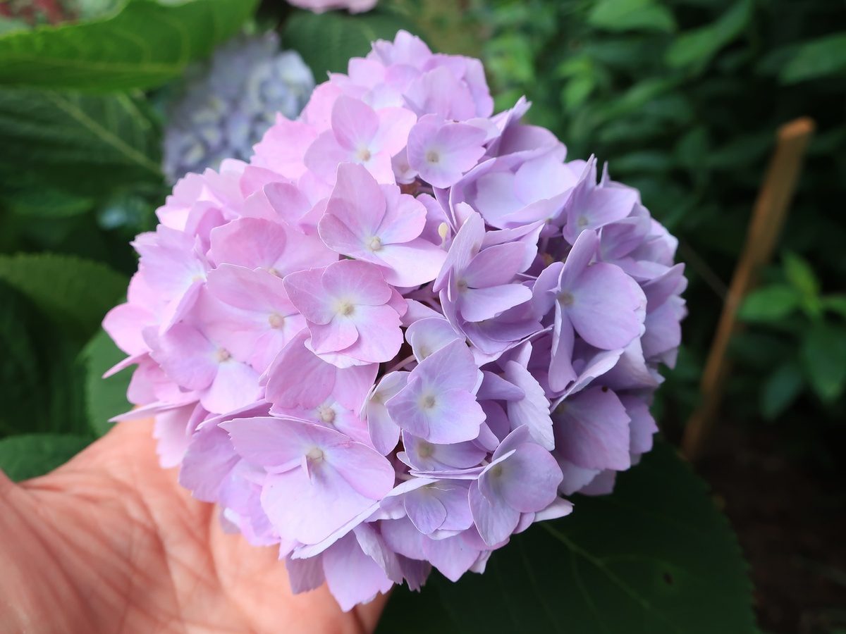 Садівники назвали спосіб оживити гортензії в домашніх умовах 
