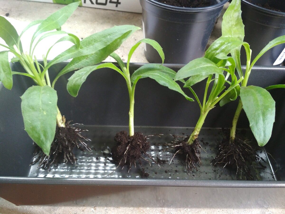 Експерти розповіли, як укоренити рослини без хімії та використання сторонніх засобів