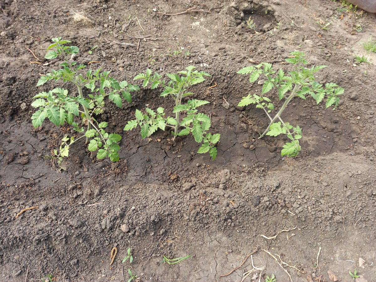 Експерти розповіли, як посіяти томати під зиму для кращої та вищої врожайності кущів