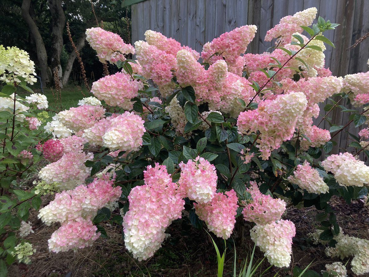 Експерти розповіли, як правильно висаджувати гортензію восени для кращого цвітіння