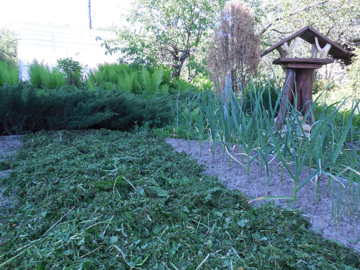 Експерти розповіли, яка мульча витягує з ґрунту вологу, але не допомагає рослині взимку