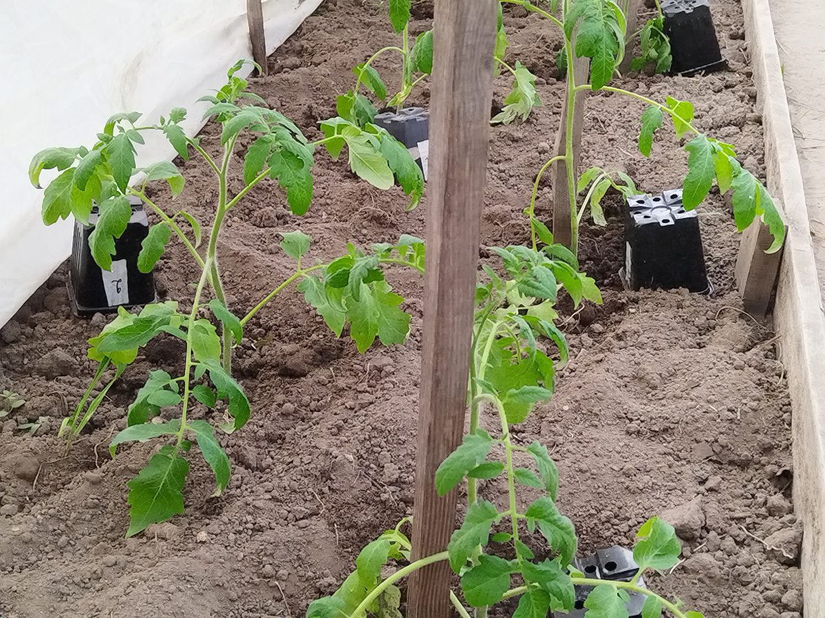 Експерти розповіли, як посіяти томати під зиму для кращої та вищої врожайності кущів