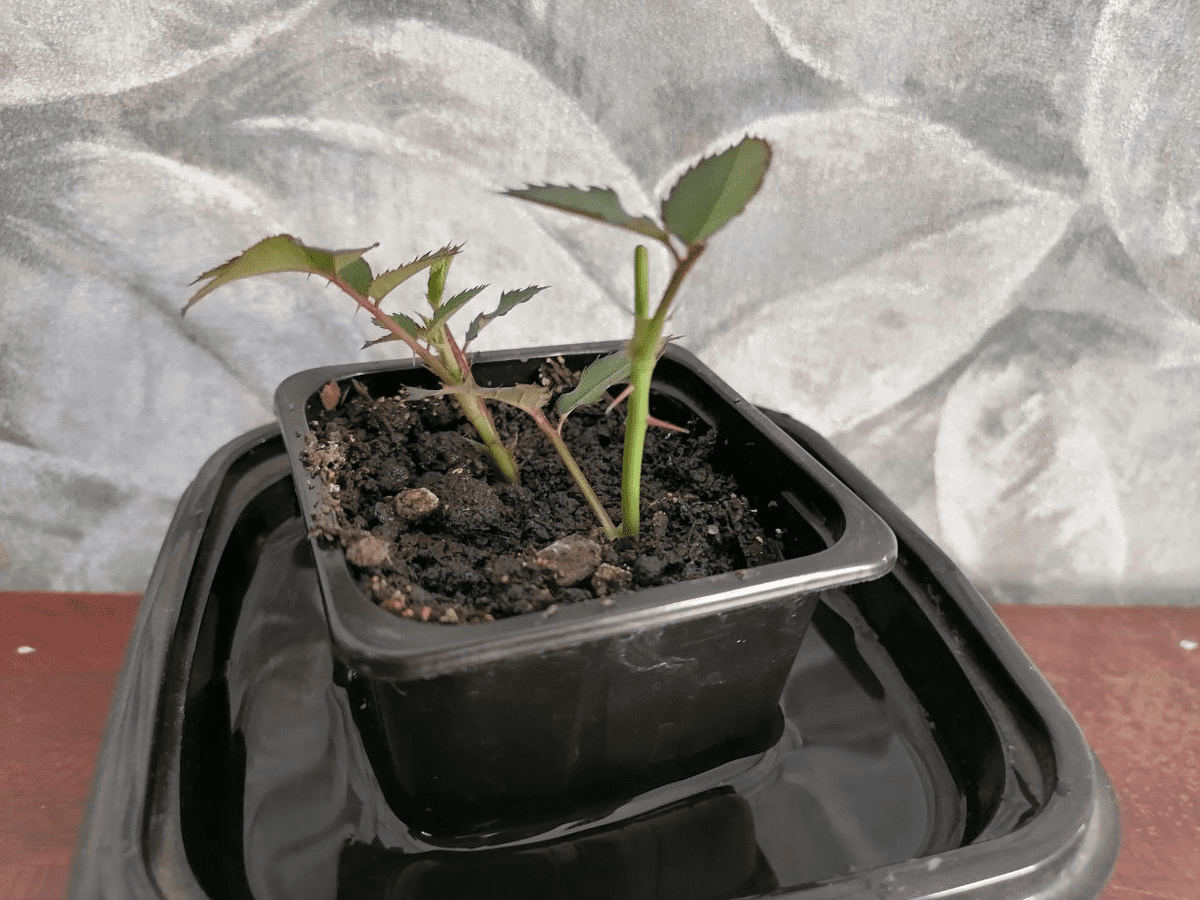 Експерти розповіли, як укоренити рослини без хімії та використання сторонніх засобів