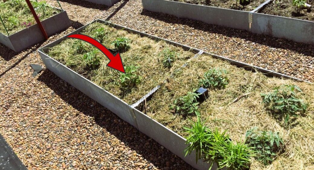 Такого вам ніхто не розкаже: ця поширена мульча витягує із землі всі соки – я була здивована, дізнавшись 