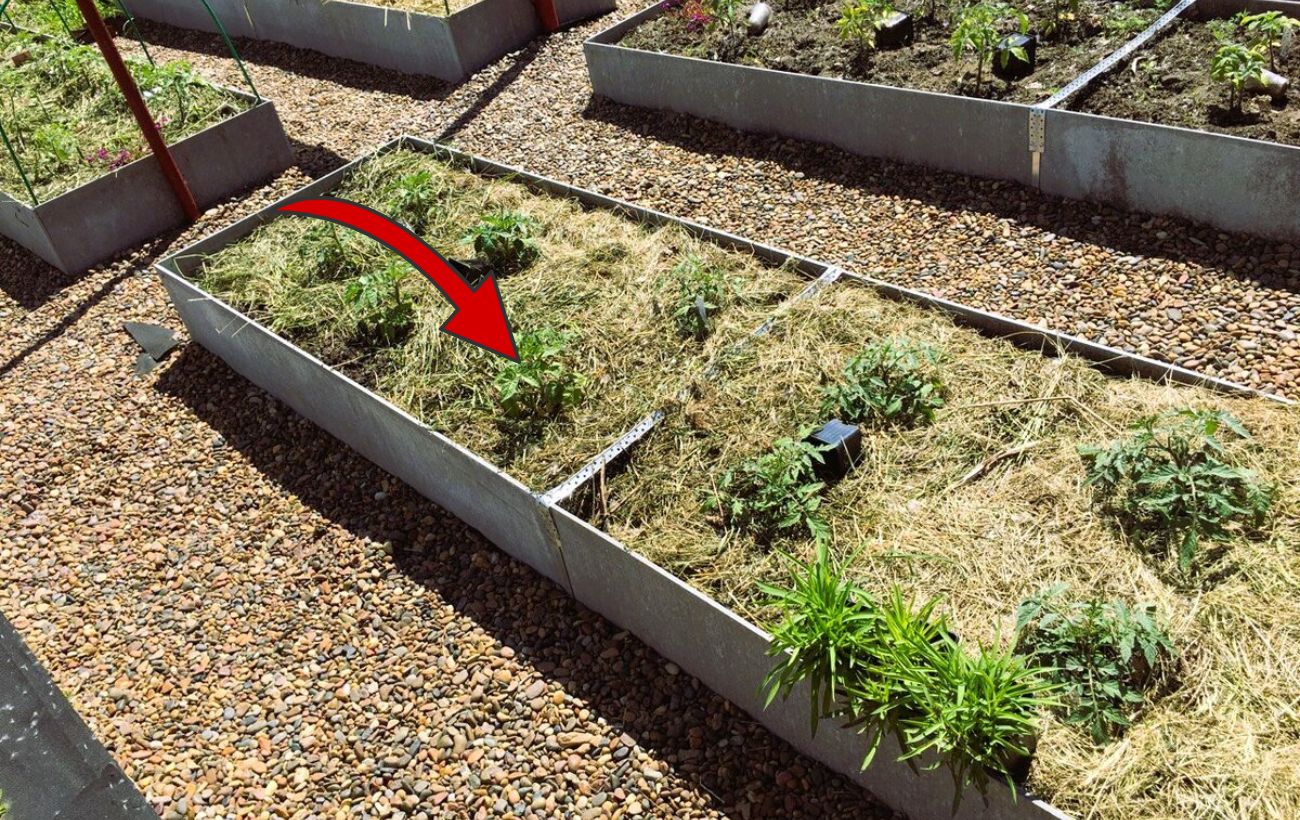 Яка мульча витягує з ґрунту вологу