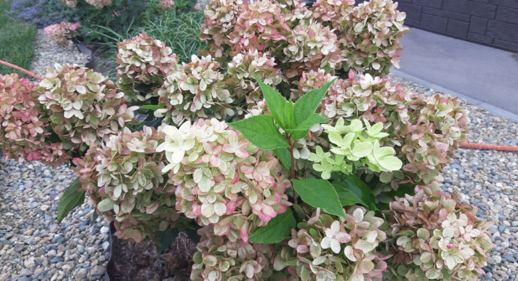 Висадила гортензію восени у горщик – і отримала “нереальне” цвітіння з мінімумом дій: така краса, що й годі 