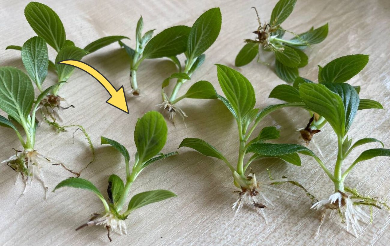 Як укоренити рослини без використання хімії