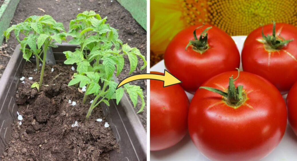 “Лінивий” дачник сіє томати під зиму – і збирає щедрий урожай: розкидав насіння жменьками без розсади 