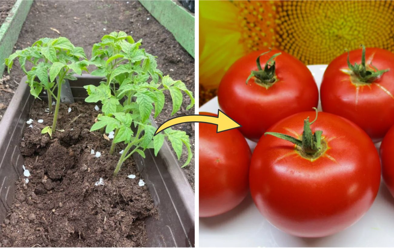 Озимий спосіб посіву помідорів