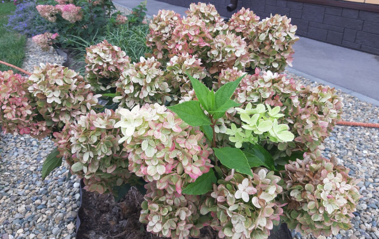 Які сорти гортензії посадити восени