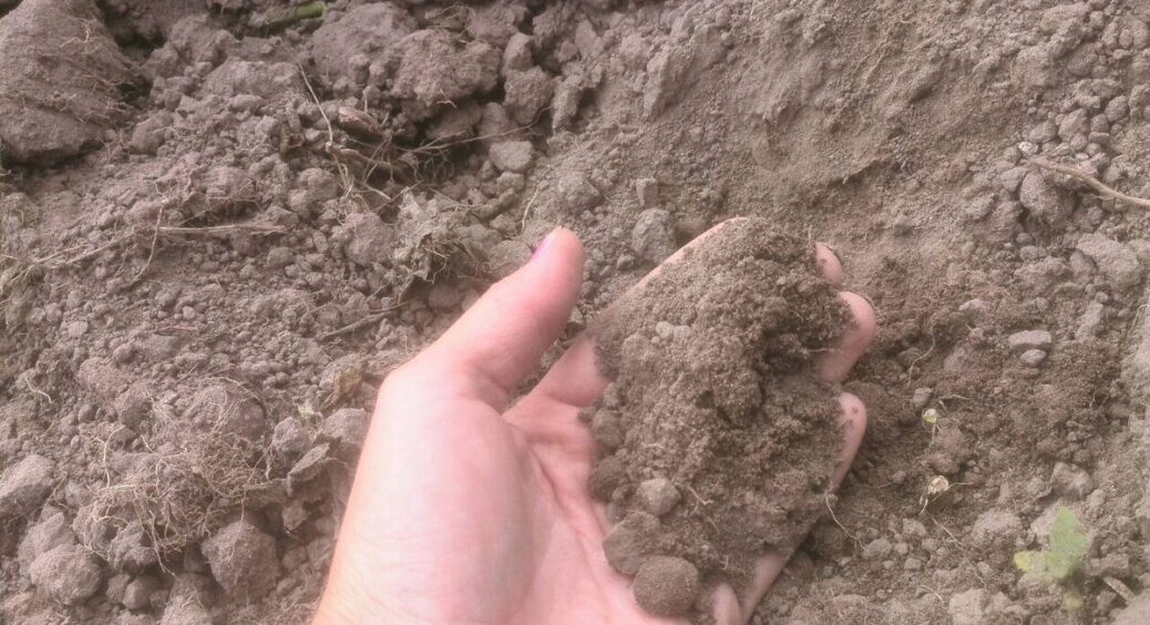 Земля “задихалась” від фітофтори 5 років: сусідка дала 1 порошок – і тепер ґрунт “дихає” як новий 