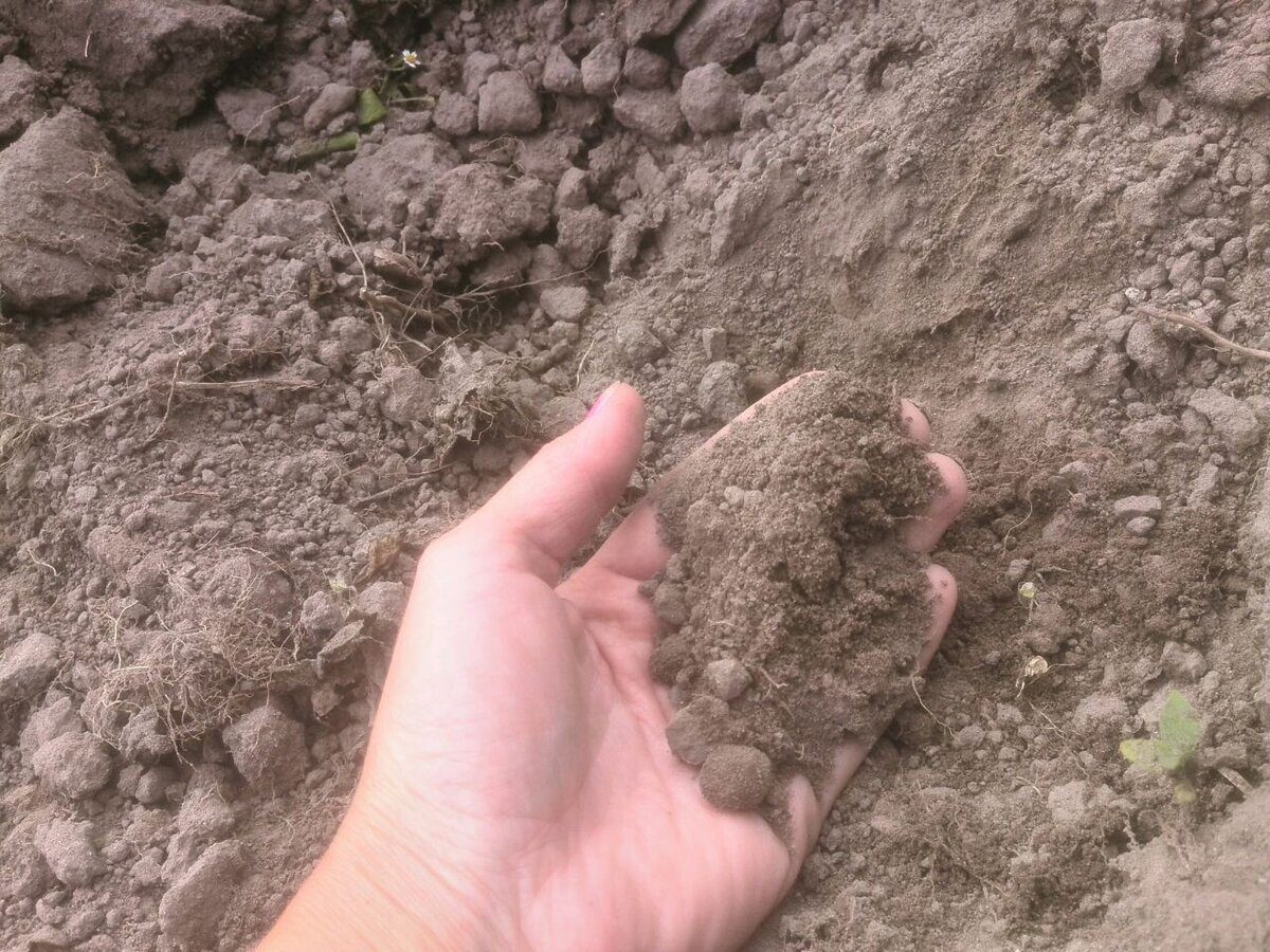 Городники розповіли, які сидерати гарантовано покращують якість та структуру ґрунту