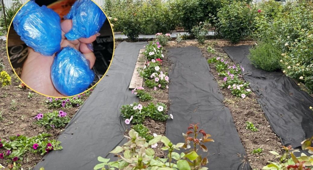 “Розумні” городники скуповують бахіли пачками: використовують не за призначенням, а по-хитрому! 