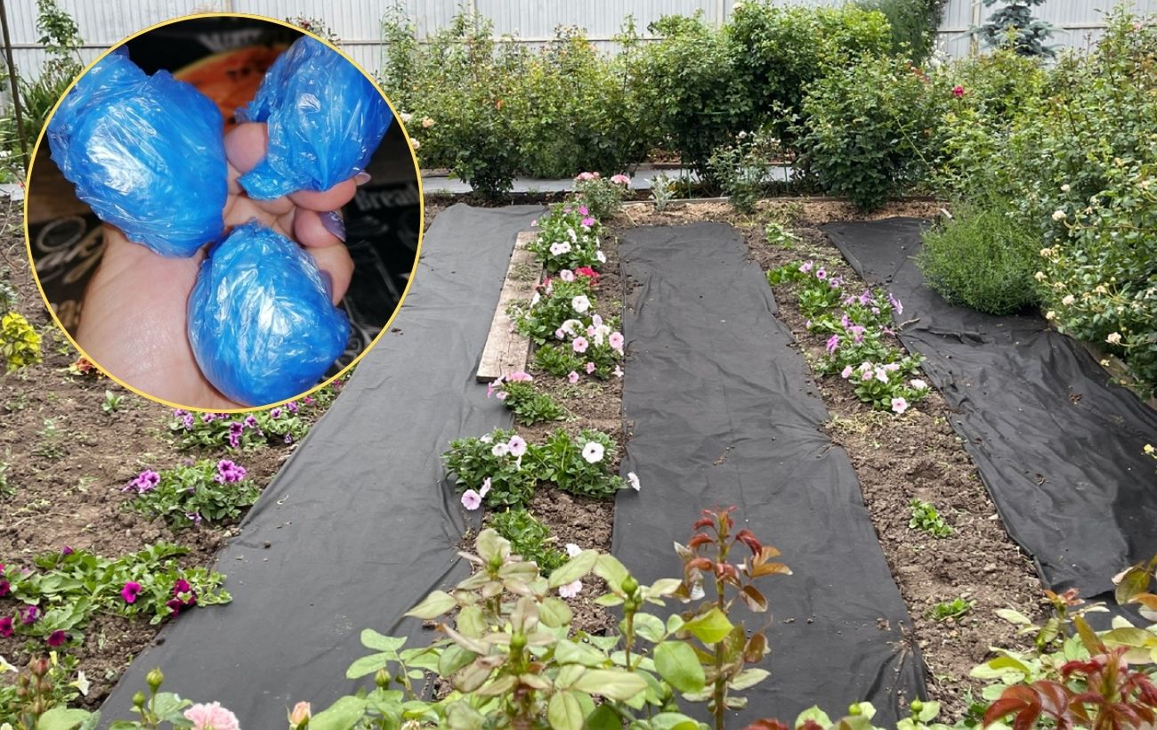 Як використовувати бахіли на грядці