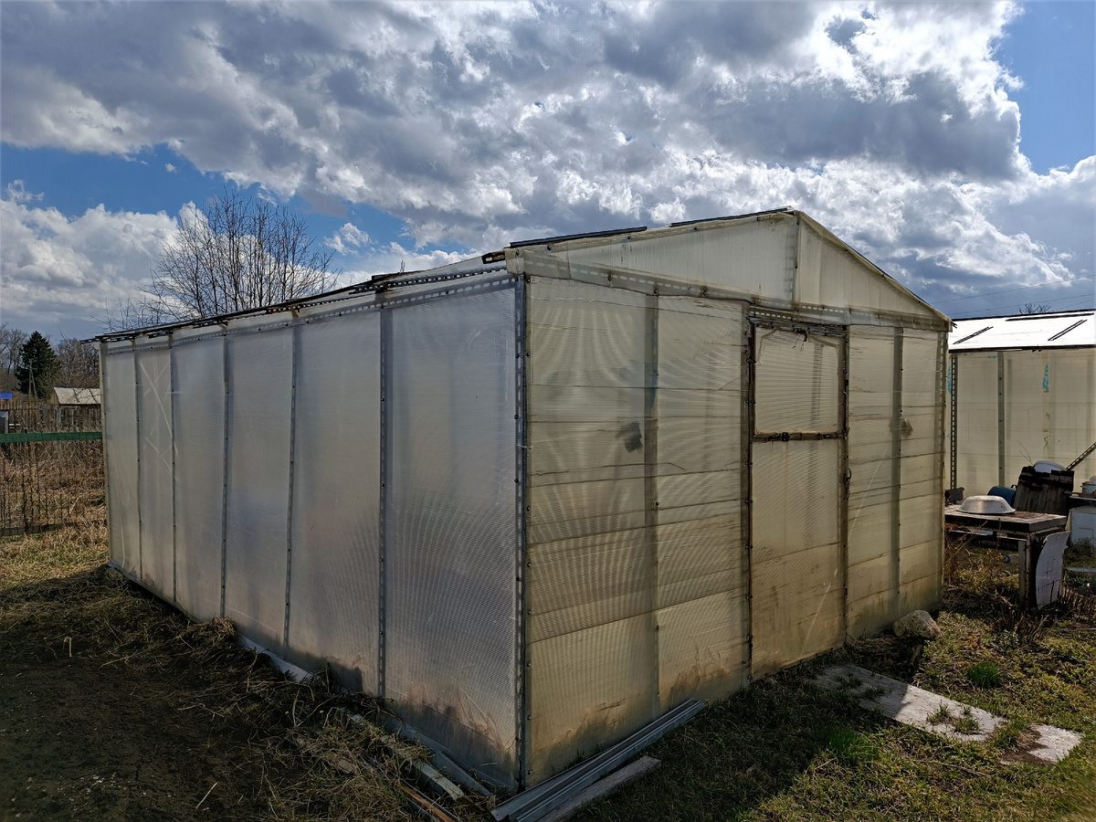 Експерти розповіли, як очистити ділянку від фітофтори за допомогою простого та дієвого засобу