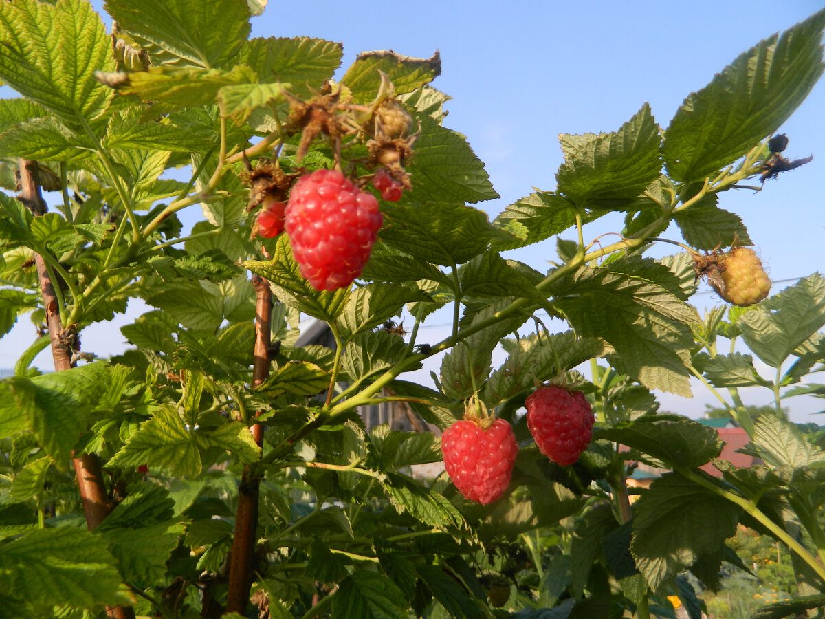 Експерти розповіли, як правильно обрізати ремонтантну малину восени 