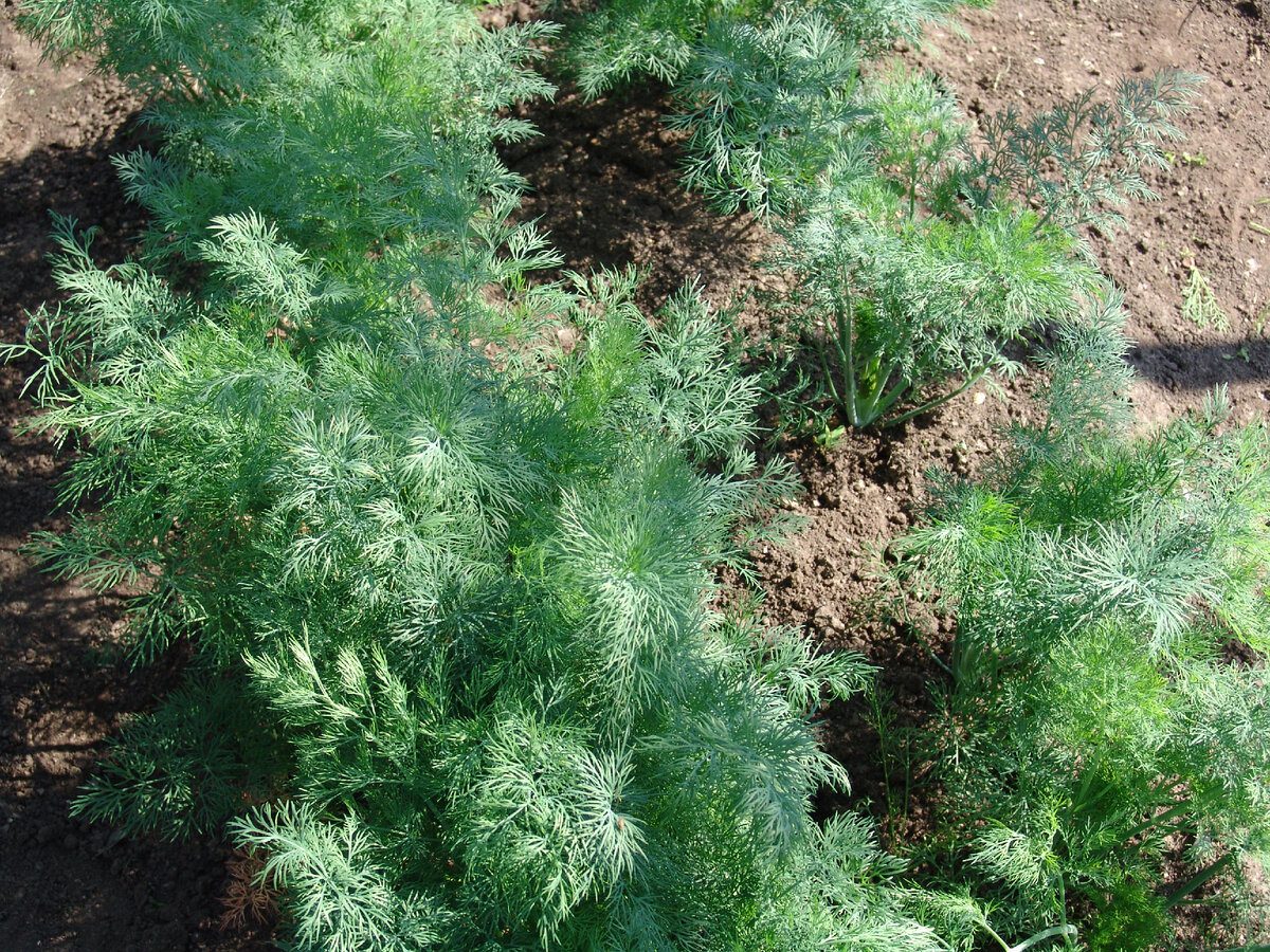 Експерти розповіли, який сорт кропу росте найкраще та дає найсмачнішу зелень на ділянці