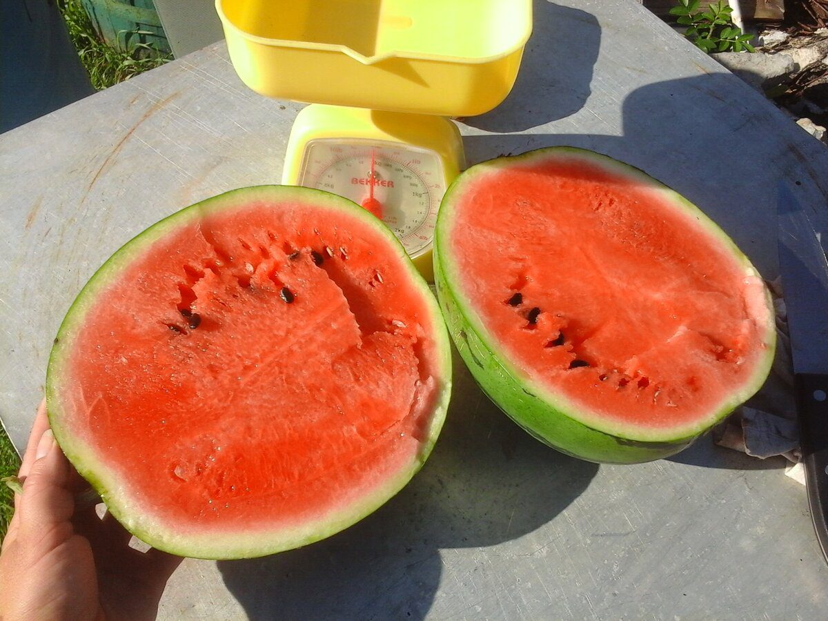 Експерти розповіли про правила, що допоможуть зберегти свіжий кавун до самого січня