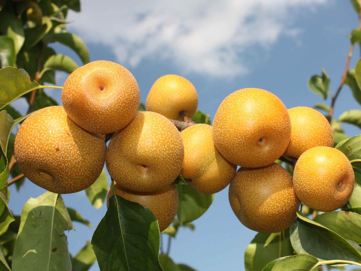 Експерти розповіли, який мініатюрний сорт груші поміститься в будь-якому саду та дасть урожай