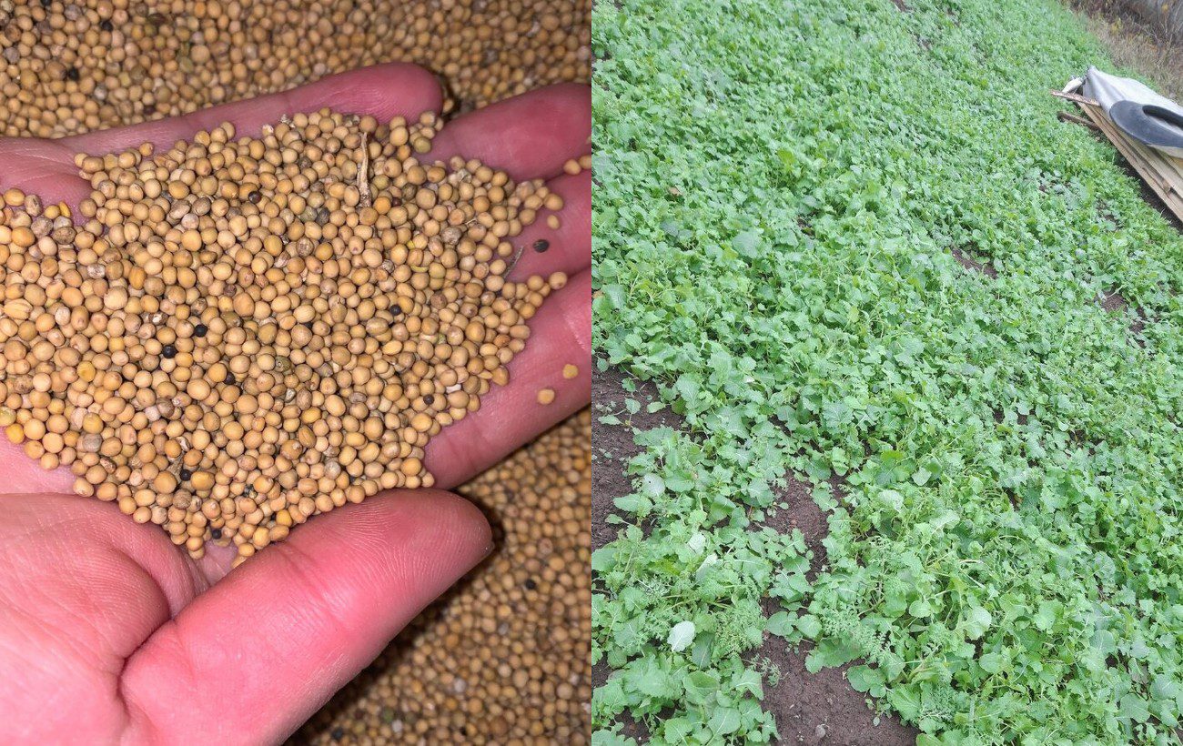 Як покращити структуру ділянки сидератами