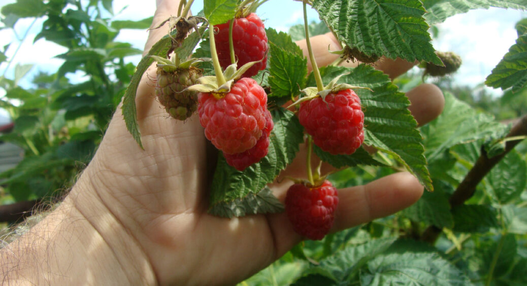 Кожну 3-тю осінь пересаджую малину, і обовʼязково 2 ложки цього під кущ: влітку отримую медові ягоди 