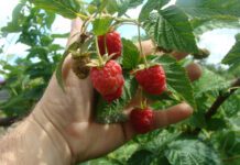 Укладаю під малину жменю “цього” – і кущі не вимерзають навіть у найсуворіші зими: перевірено роками Городники пояснили, як допомогти малині пережити зиму