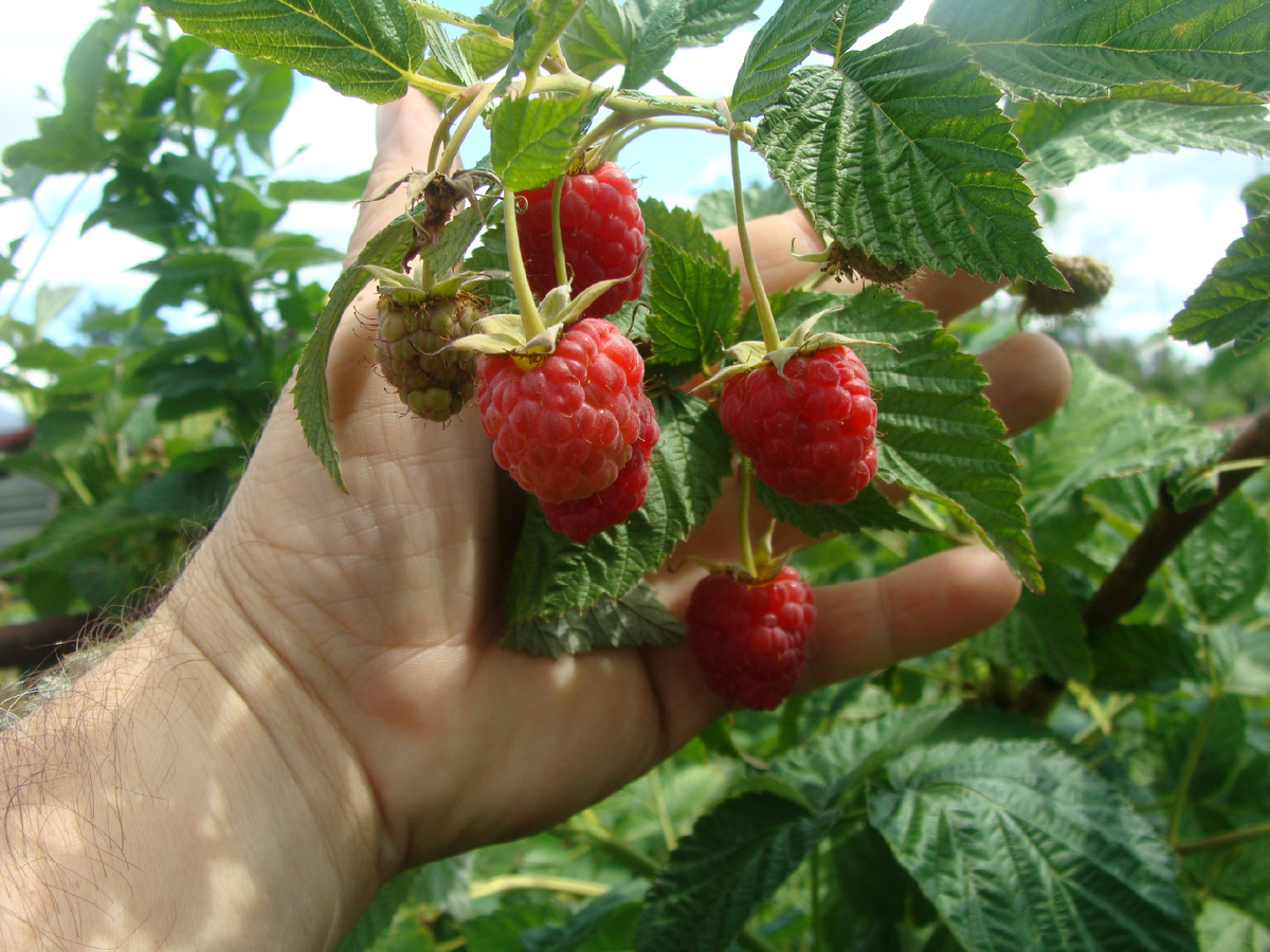 Городники пояснили, для чого кожну 3 осінь пересаджувати малину 