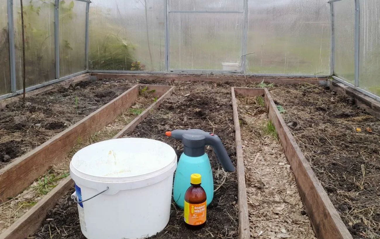 Як очистити теплицю від фітофтори