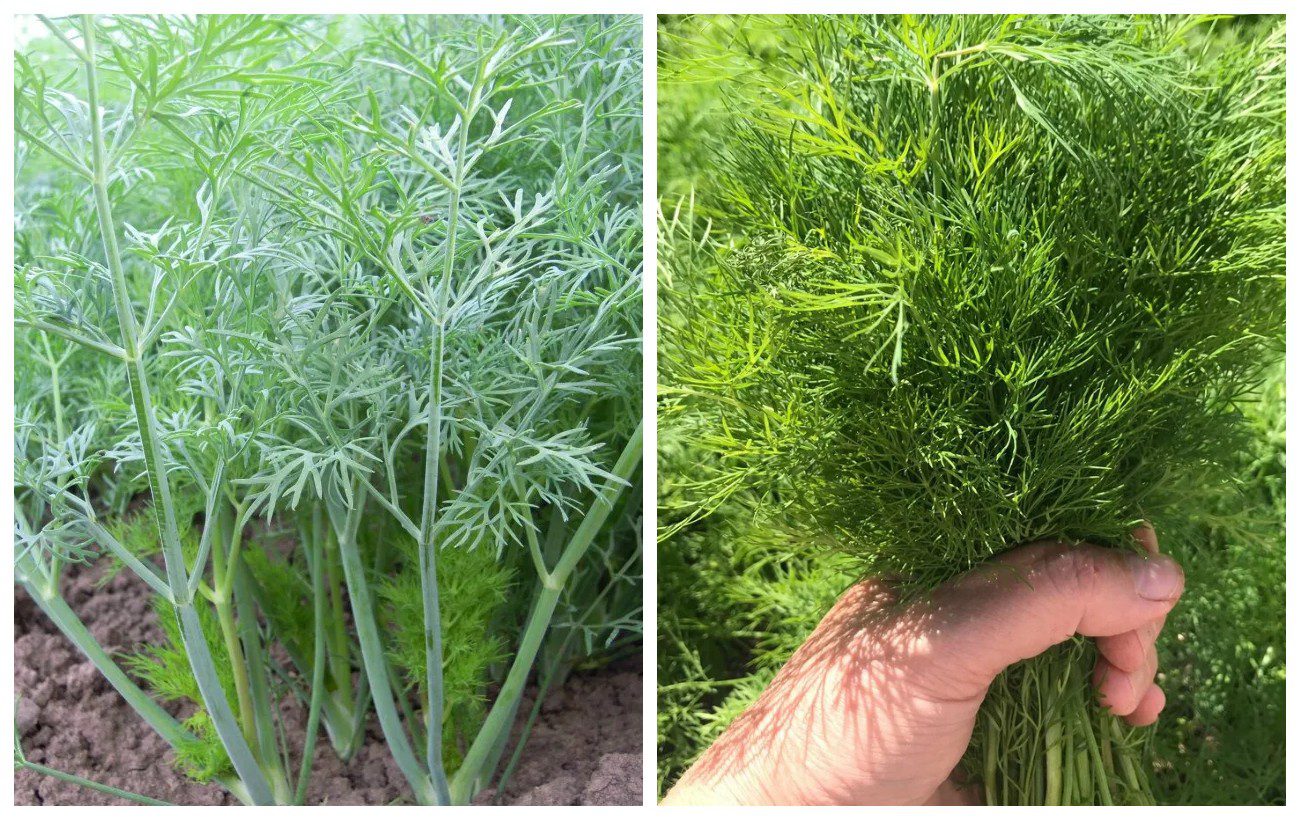 Як виростити багато соковитого кропу