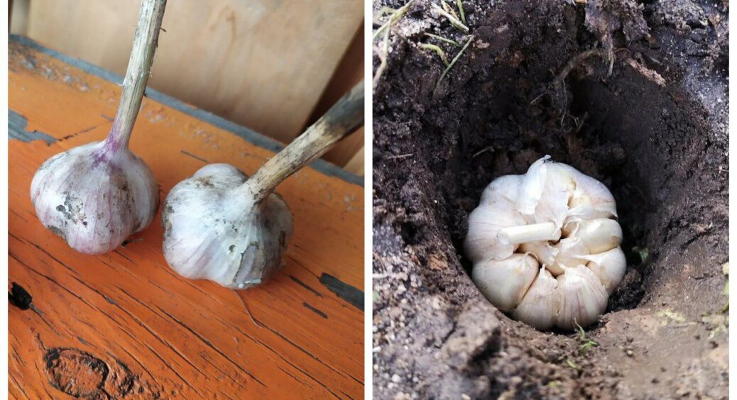 Всі думають, коли садити озимий часник 2025, а я б краще озадачилася, коли викопувати ярий часник у вересні 