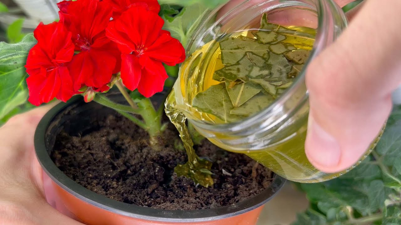 Експерти розповіли про користь залишків цибулі, картоплі та бананів для удобрення городу