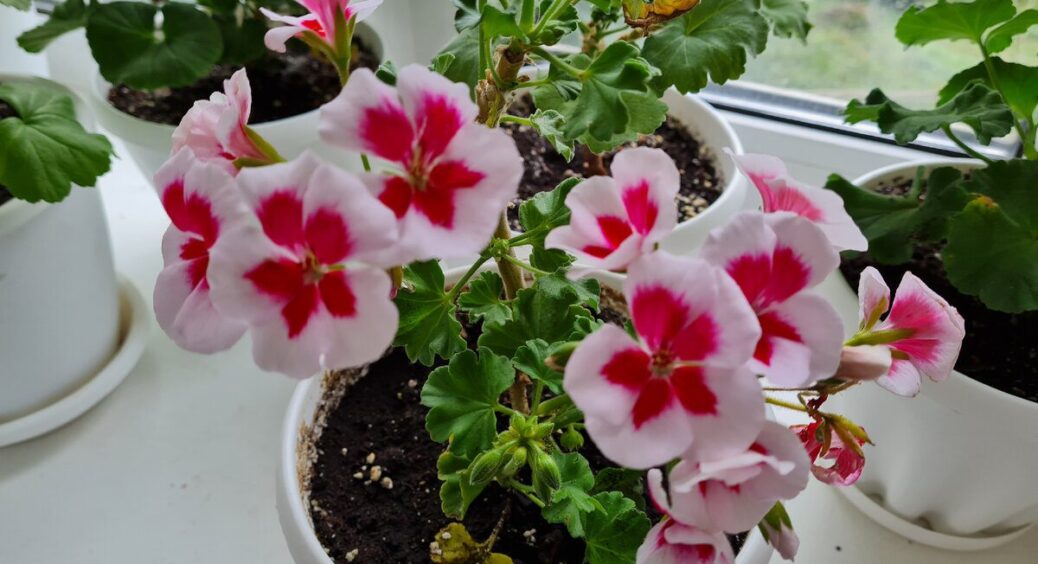 Абияк герань не поливаю – маю 1 “короночку”: рослина вкриється шапками квітами квітів до Нового року 